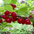 Characteristics of the Natalie felt cherry variety, description of yield and disease resistance