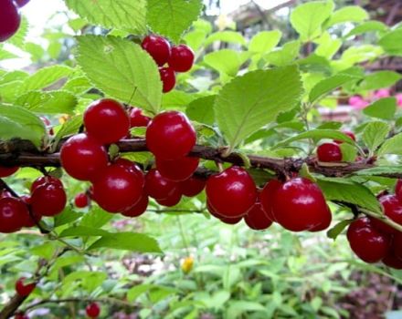 Características de la variedad de cereza de fieltro Natalie, descripción del rendimiento y resistencia a enfermedades