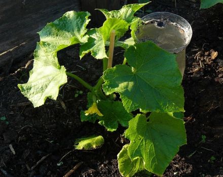 Que faire si les plants de concombre sont congelés, à quelle température peuvent-ils résister