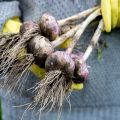 Quand devez-vous retirer l'ail en 2020 du jardin pour le stocker selon le calendrier lunaire?