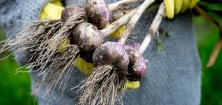 Quand devez-vous retirer l'ail en 2020 du jardin pour le stocker selon le calendrier lunaire?