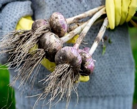 Quand devez-vous retirer l'ail en 2020 du jardin pour le stocker selon le calendrier lunaire?