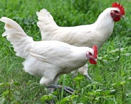 Description des poulets blancs blancs de Loman et règles de garde