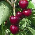 Characteristics and description of Regina cherry varieties, cultivation and care