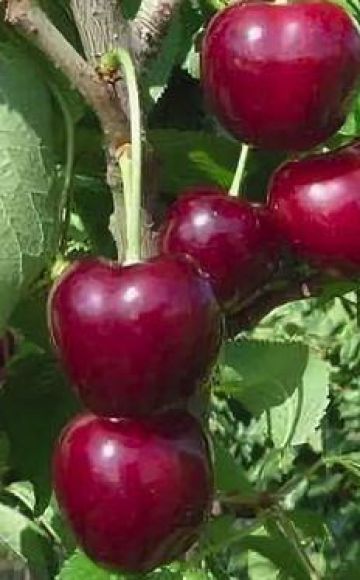 Caractéristiques et description des variétés de cerises Regina, culture et entretien