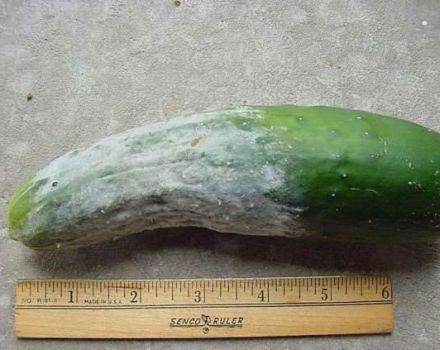 How and with what to process cucumbers from late blight, is it necessary?