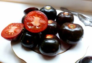 Characteristics and description of the Indigo Rose tomato variety