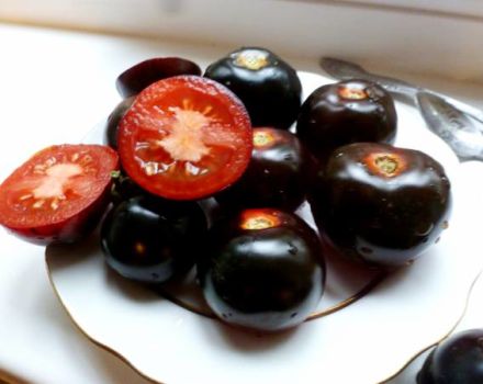 Characteristics and description of the Indigo Rose tomato variety