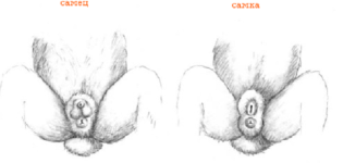 Comment connaître le sexe d'un lapin par les différences entre les mâles et les femelles, le moment de la détermination