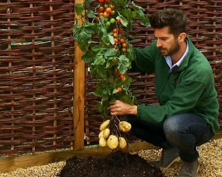 Description de la variété végétale croisée Pomidofel et sa culture