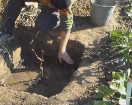 Kaip tinkamai pasodinti vynuoges su daigais pavasarį, vasarą ir rudenį