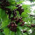 Descripción y características de la variedad de cereza Tyutchevka, plantación y cuidado.