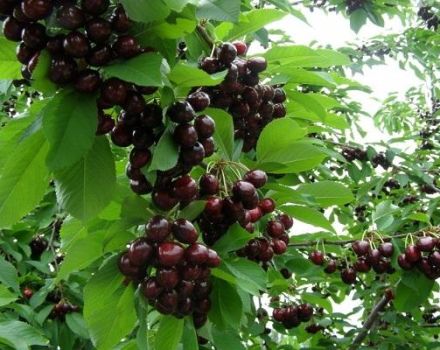 Description and characteristics of the cherry variety Tyutchevka, planting and care