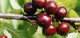 Breeding history, description and characteristics of the Minx cherry variety and growing rules