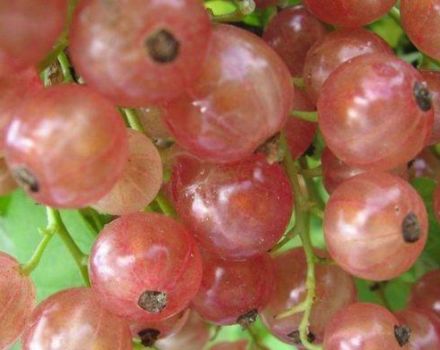 Description and characteristics of varieties of pink currant, planting and care