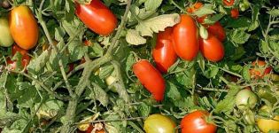 Penerangan mengenai varieti, ciri dan produktiviti tomato Erkol