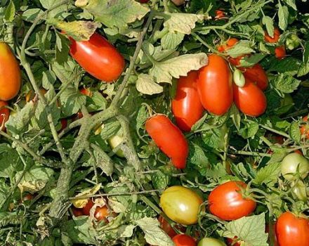 Description of the Erkol tomato variety, characteristics and productivity