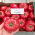 Characteristics and description of the Fenda tomato variety, its yield