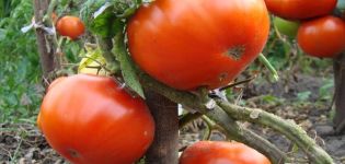 Description de la variété de tomate Kum et caractéristiques