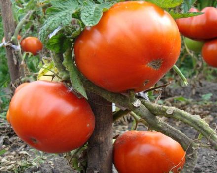 Description of the tomato variety Kum and characteristics