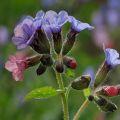 Propriétés médicinales et contre-indications de l'herbe pulmonaire, règles d'application