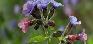 Medicinal properties and contraindications of lungwort herb, application rules