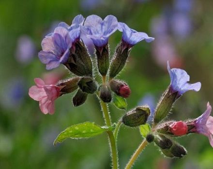 Propiedades medicinales y contraindicaciones de la hierba pulmonaria, reglas de aplicación.