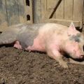 Ways of infection and symptoms of Aujeszky's disease in pigs, treatment and prevention