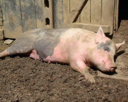 Ways of infection and symptoms of Aujeszky's disease in pigs, treatment and prevention