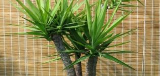 Caractéristiques de l'entretien du yucca à la maison, de la reproduction et de la transplantation