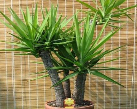 Features of caring for room yucca at home, reproduction and transplantation