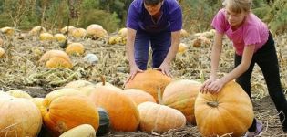 Comment déterminer la maturité d'une citrouille et sa période de maturation pour la récolte du jardin