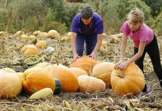 Cómo determinar la madurez de una calabaza y su tiempo de maduración para cosechar del jardín.