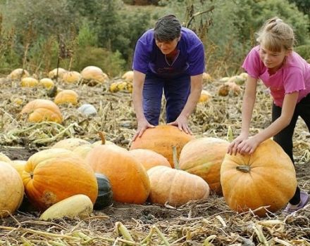 Cómo determinar la madurez de una calabaza y su tiempo de maduración para cosechar del jardín.