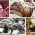 Symptoms and signs of coenurosis in sheep, treatment methods and prevention