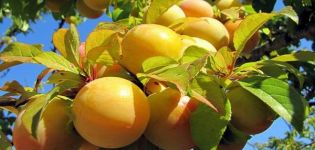 Description of the types of plum varieties Renclode, benefits and harms, yield and cultivation