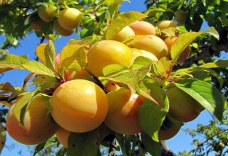 Paglalarawan ng mga uri ng plum varieties Renclode, benepisyo at pinsala, ani at paglilinang