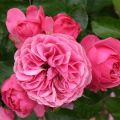 Description of Leonardo da Vinci rose varieties, planting, cultivation and care