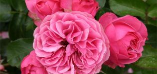 Description of Leonardo da Vinci rose varieties, planting, cultivation and care