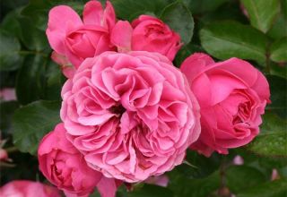 Description of Leonardo da Vinci rose varieties, planting, cultivation and care