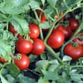 Penerangan mengenai varieti tomato Ekaterina, hasil dan penanamannya