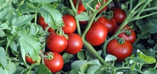 Description de la variété de tomate Ekaterina, son rendement et sa culture