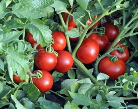 Description de la variété de tomate Ekaterina, son rendement et sa culture