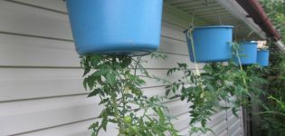 Growing tomatoes upside down