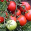 Caractéristiques et description de la variété de tomate Red Riding Hood, son rendement et sa culture