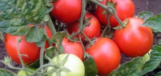 Characteristics and description of the tomato variety Red Riding Hood, its yield and cultivation