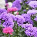 How to plant asters correctly in the fall before winter and is it possible