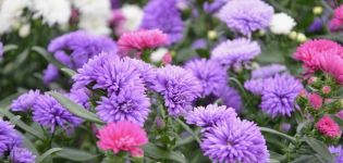 How to plant asters correctly in the fall before winter and is it possible