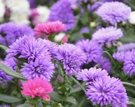 How to plant asters correctly in the fall before winter and is it possible