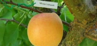 Description of the Monastyrsky apricot variety, cultivation, planting and care